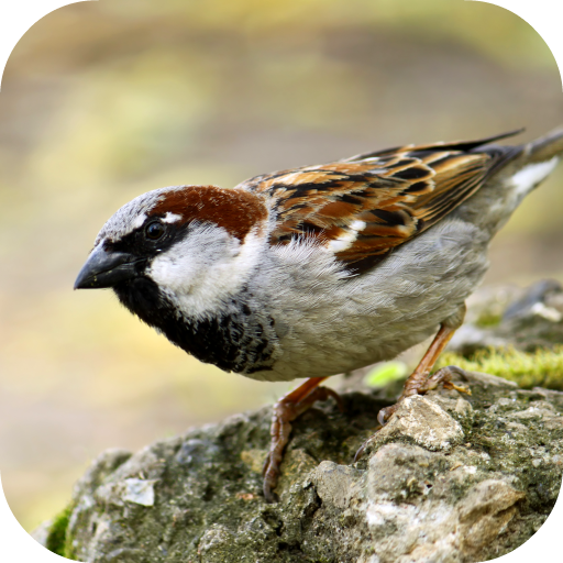 Sparrow Sounds icon