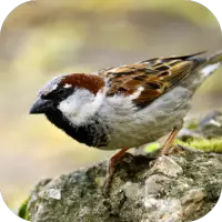 Sparrow Sounds