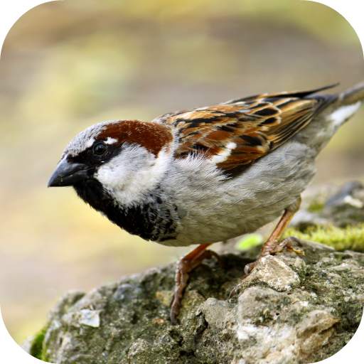 Sparrow Sounds 1.0