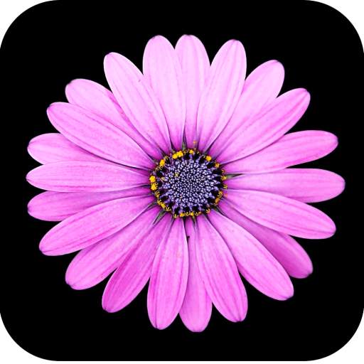 Beautiful Flower Wallpaper HD 1.1