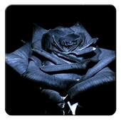 Black Roses Wallpapers 1.0