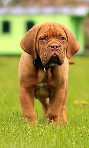 Mastiff Wallpaper screenshot 3