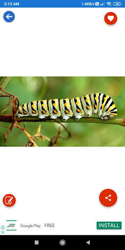 Animals Learning: Animals, Birds, Insects Images screenshot 8