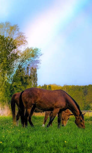 Horses Live Wallpaper : 7fon & LWP screenshot 3