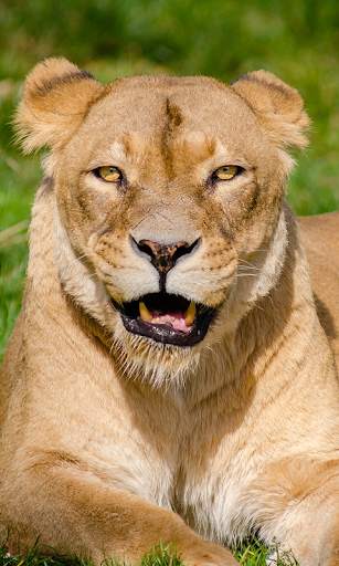 Lion Wallpapers HD (backgrounds & themes) screenshot 4