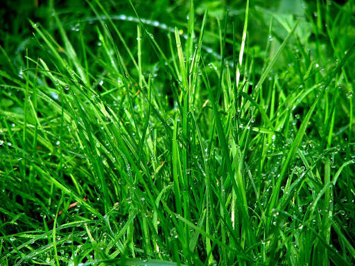 Grass Photo Frames screenshot 7