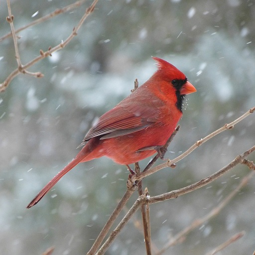 cardinal bird sounds icon