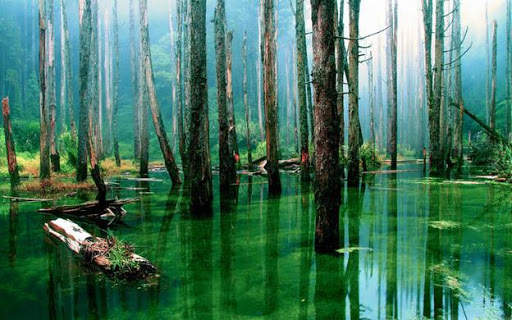 10000  Nature Wallpapers HD (Offline) screenshot 7