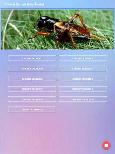 Cricket Sounds screenshot 3