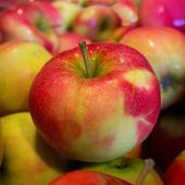 Apple Wallpapers icon