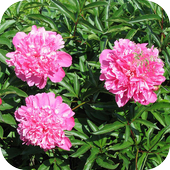 Pion Wallpapers icon
