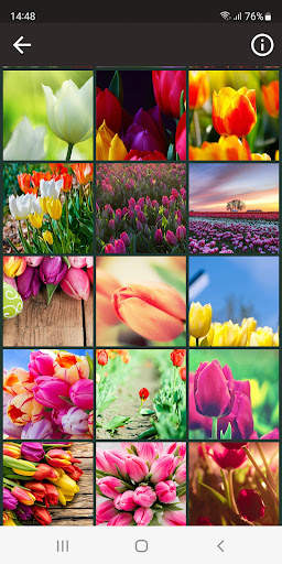 Tulips HD wallpaper screenshot 3