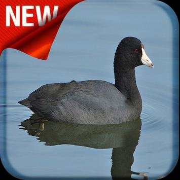 American Coot Bird Sound screenshot 1