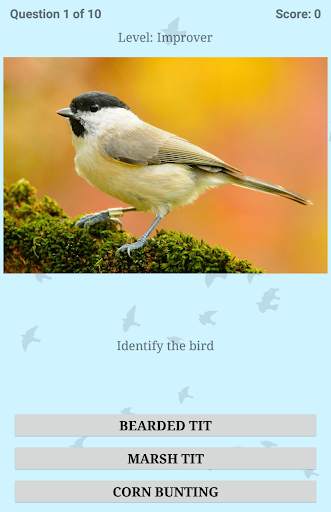 British Birds ID Quiz Pro screenshot 19