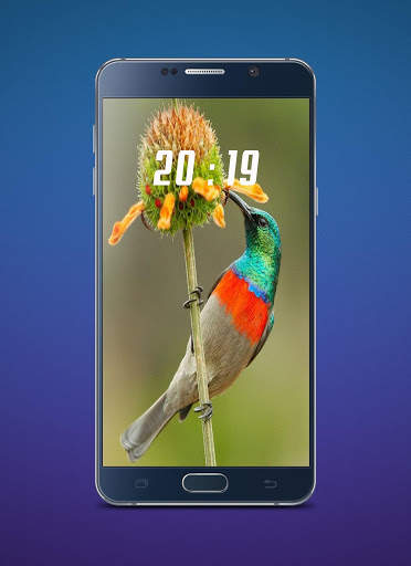 Hummingbird Wallpaper screenshot 5