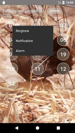 Red junglefowl Female Sound screenshot 3