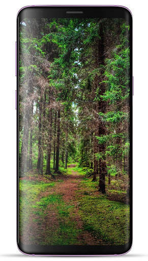 Forest Wallpaper HD screenshot 10