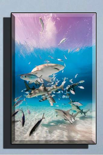 Shark Wallpaper HD screenshot 3