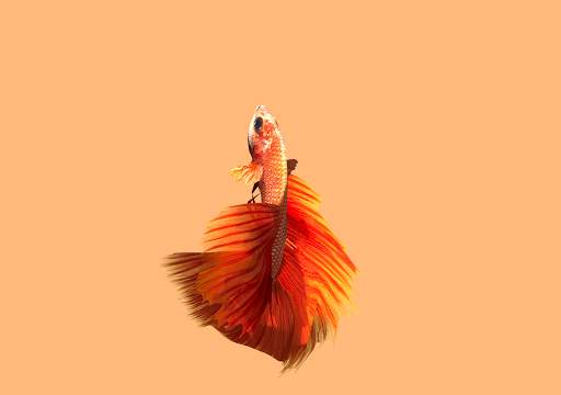 Betta Fish 3D Lite screenshot 15