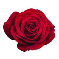 WAStickerApps - Flower Collections for WhatsApp logo