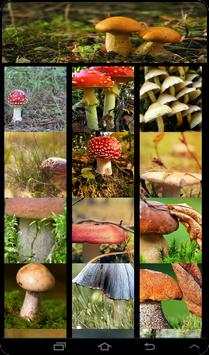 Mushroom Live Wallpaper screenshot 1