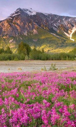 HD Mountain Flower Wallpaper скриншот 13