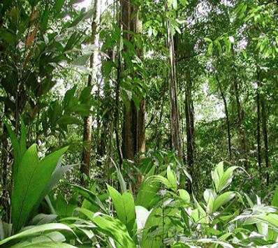 Amazon Rainforest The Best screenshot 4