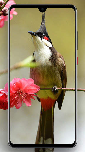 Beautifull Bird Wallpapers screenshot 3