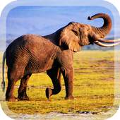 Elephants Live Wallpaper 1.3