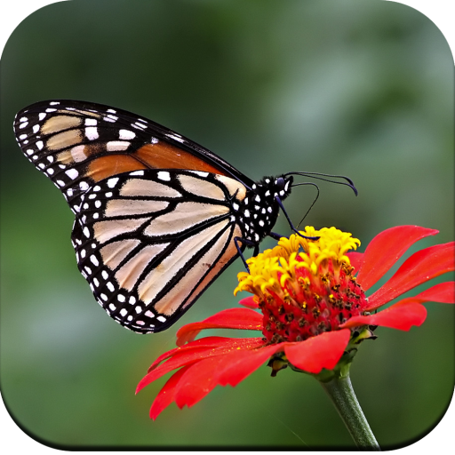 Butterfly Wallpaper 4K icon