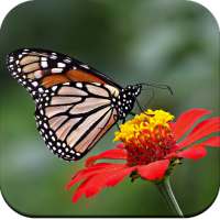 Butterfly Wallpaper 4K on 9Apps