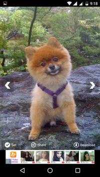 Pomeranian Dog HD Wallpapers 8 تصوير الشاشة