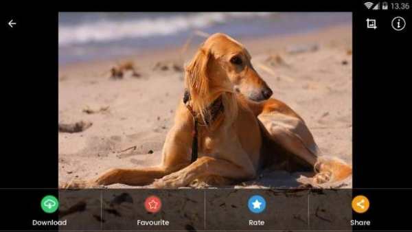 Saluki Dog Wallpaper screenshot 11