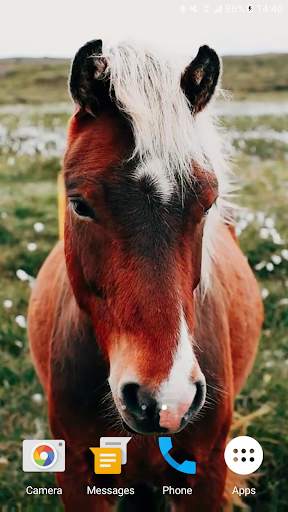 Horses Video Live Wallpaper screenshot 2