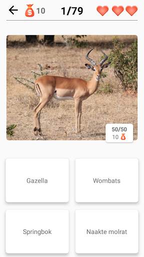 Zoogdieren - leer alle dieren in Photo-Quiz! screenshot 2