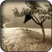 Sepia Wallpapers 5.0