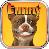 Funny Messages icon