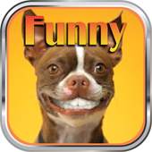 Funny Messages 2.0
