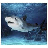 Shark Live Wallpaper 1.0