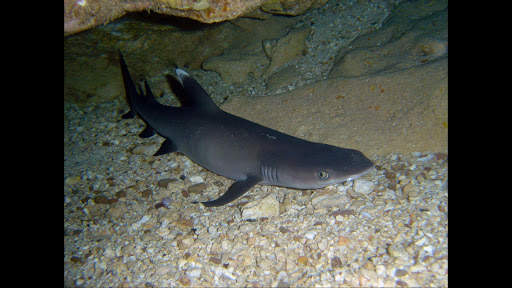 Tipped Reef Shark. Wallpapers screenshot 5