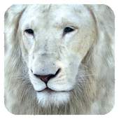 White Lion Wallpaper 1.1