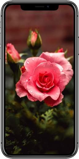 Roses HD Wallpapers for AMOLED screenshot 1