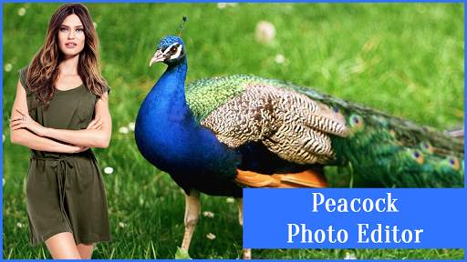 Peacock Photo Editor 3 تصوير الشاشة