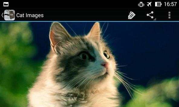 CatBG: Cat Wallpapers screenshot 9