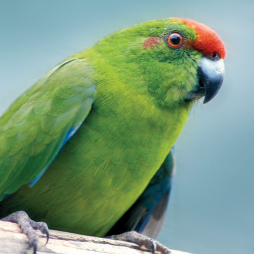 Norfolk Island Birds icon