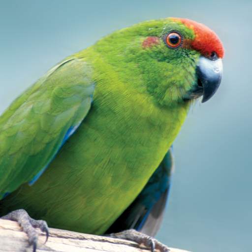 Norfolk Island Birds 1.3