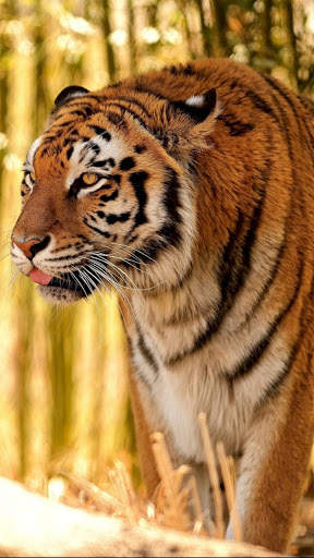 Tiger Wallpapers 4K screenshot 1