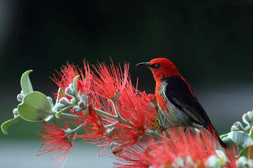 10000  Nature Wallpapers HD (Offline) screenshot 3
