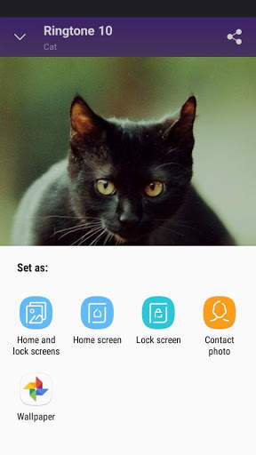 Cat - RINGTONES and WALLPAPERS screenshot 3