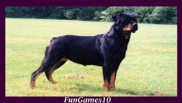 Rottweiler Dog Wallpaper screenshot 1